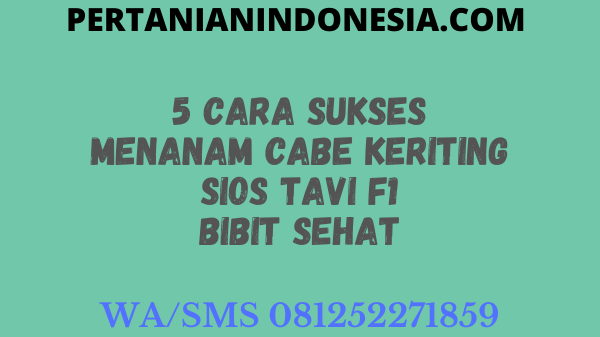 5 Cara Sukses Menanam Cabe Keriting Sios Tavi F1 Bibit Sehat